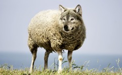 wolf-in-sheeps-clothing-2577813_1920