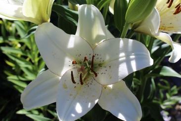 white eyeliner lily